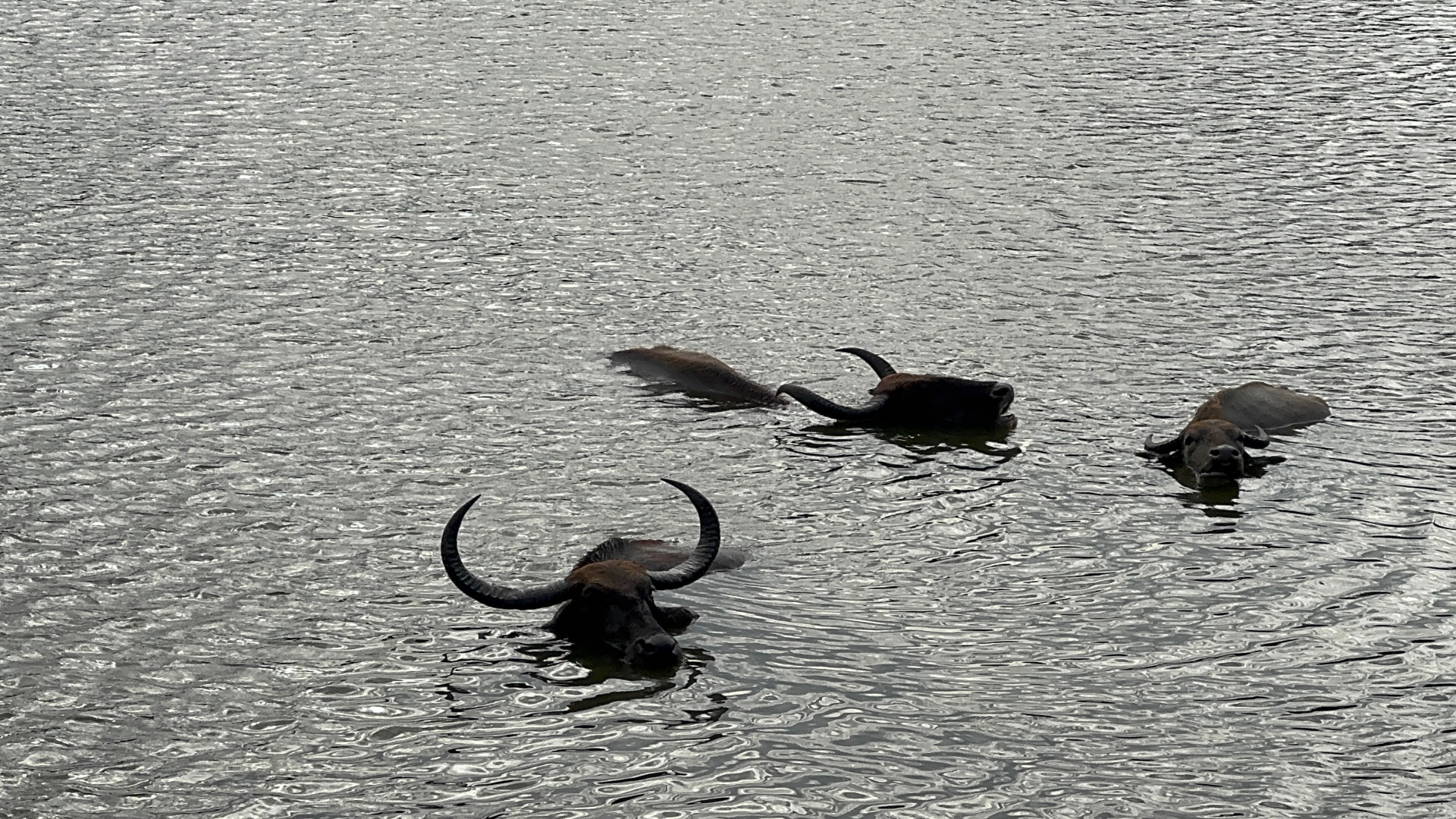 Day 7: Yala Safari & Transfer to Mirissa